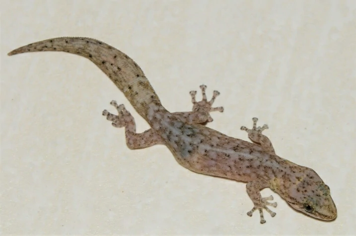 Marbled Leaf-toed Gecko