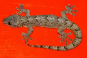 Mariepskop Flat Gecko