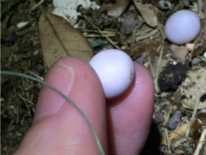 Mediterranean House Gecko 2