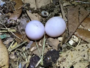 Mediterranean House Gecko 3