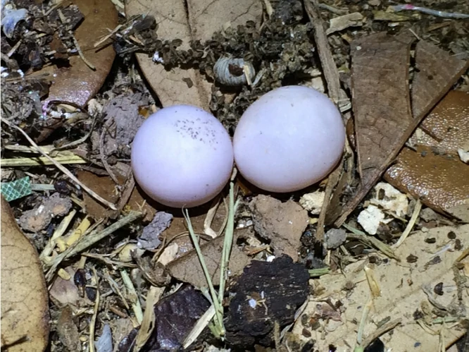 Mediterranean House Gecko 3