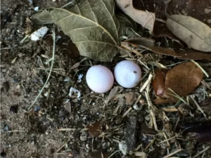 Mediterranean House Gecko eggs