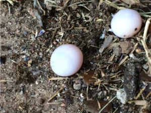 Mediterranean House Gecko 5