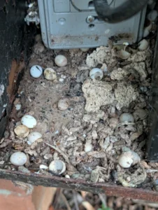 Mediterranean House Gecko eggs 1