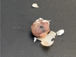 Mediterranean House Gecko hatching egg