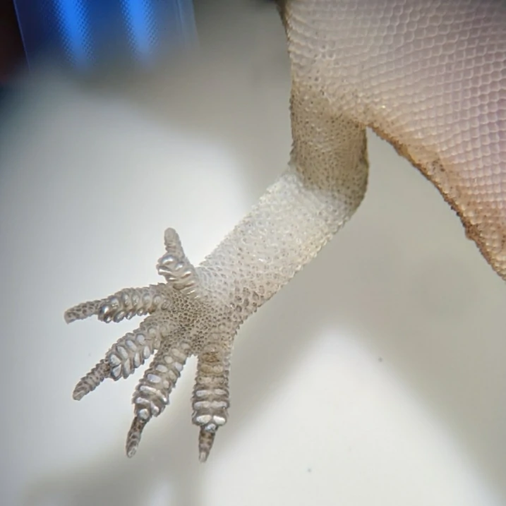 Mediterranean House Gecko toe pads