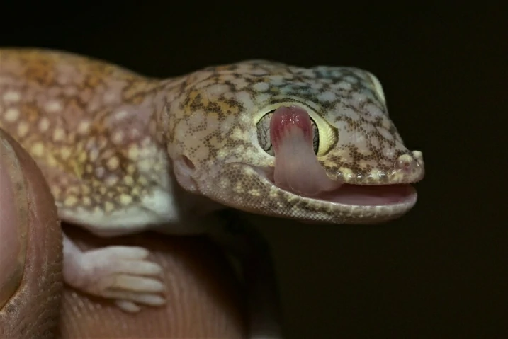 Middle Eastern Short-fingered Gecko licking its eyes