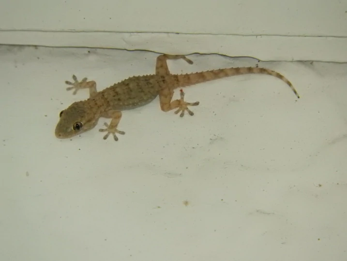 Moorish Gecko