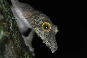 Mossy Leaf-tailed Gecko (2)
