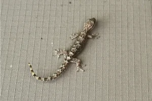 Mourning Gecko