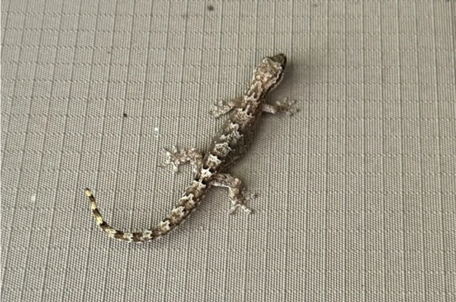 Mourning Gecko