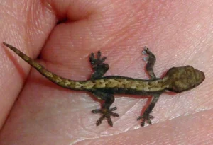 Mourning Gecko