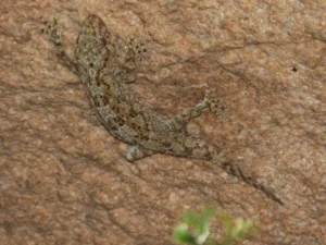 Namaqua Thick-toed Gecko blending into wall