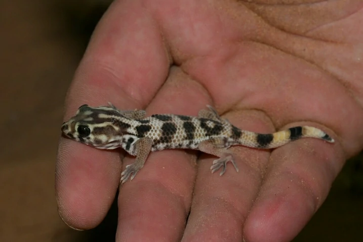 Persian Wonder Gecko