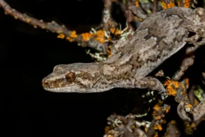 Schist Gecko