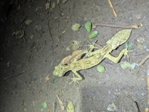 Southern Leaf-tailed Gecko (3)