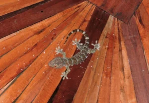 Tokay Gecko (2)