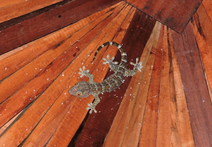 Tokay Gecko (2)