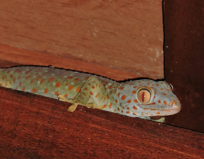 Tokay Gecko