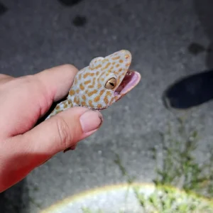 Tokay gecko in a hand 2