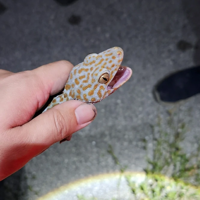 Tokay gecko in a hand 2