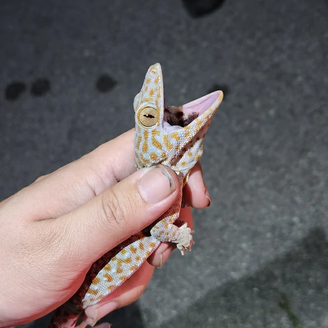 Tokay gecko in a hand