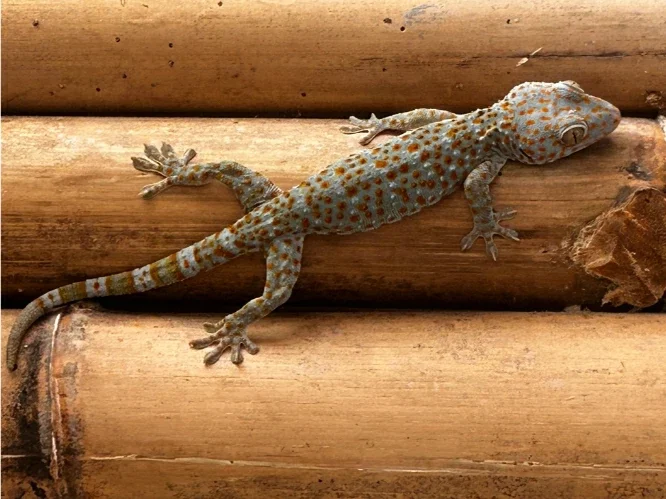 Tokay gecko on bamboo fence 2