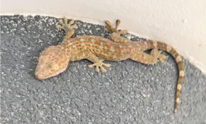Tokay gecko on concrete