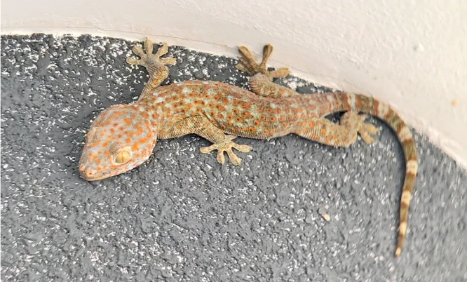 Tokay gecko on concrete