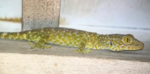 Tokay gecko 