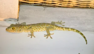 Tokay gecko on the floor 2