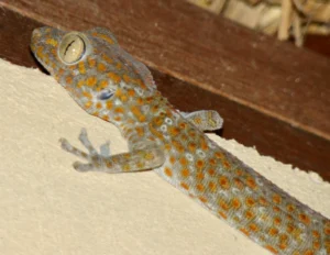 Tokay gecko upper body 2