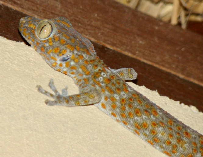 Tokay gecko upper body 2
