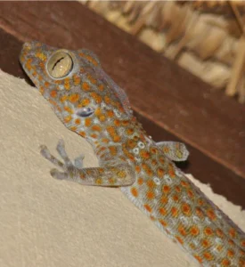 Tokay gecko upper body