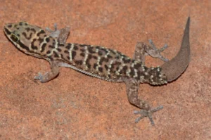 Transvaal Thick-toed Gecko (2)