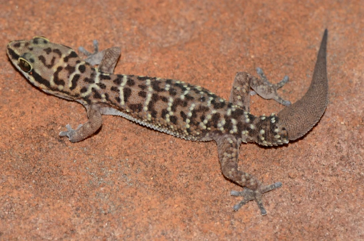 Transvaal Thick-toed Gecko (2)