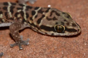Transvaal Thick-toed Gecko