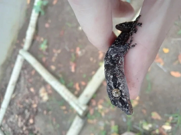 Tropical House Gecko