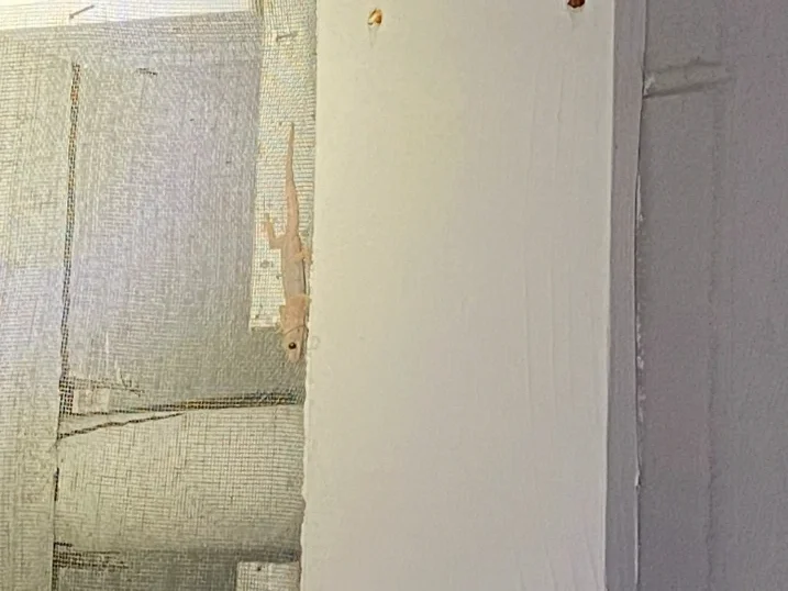 Tropical House Gecko (2).1