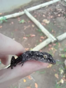 Tropical House Gecko