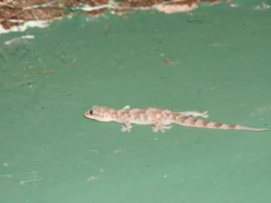 Tropical House Gecko (3)