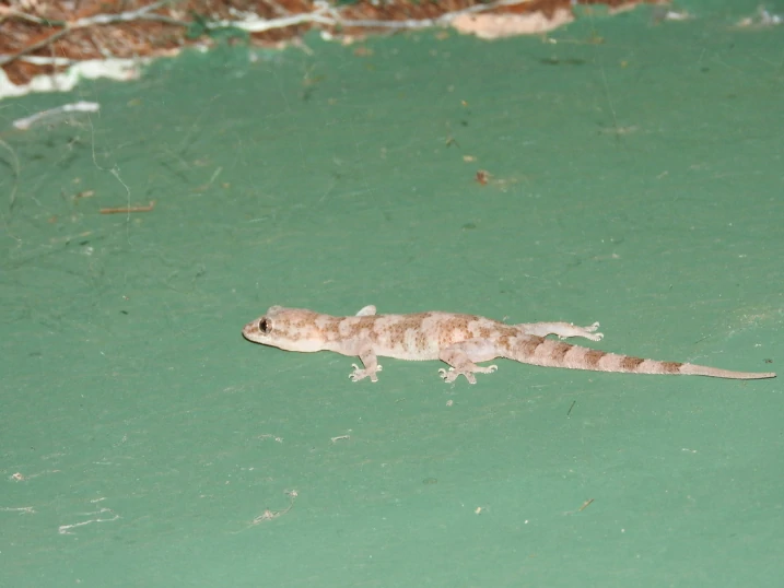 Tropical House Gecko (3)