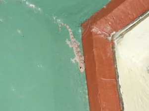 Tropical House Gecko (4)