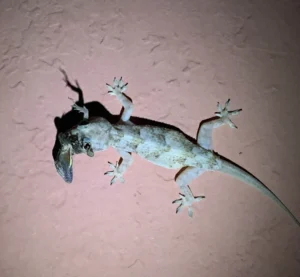 Tropical House Gecko (4)