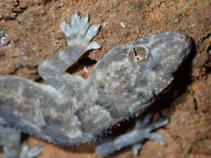 Tropical House Gecko (5)