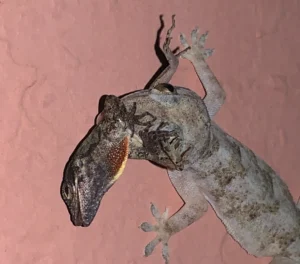 Tropical House Gecko (5).1