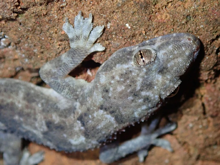 Tropical House Gecko (5)
