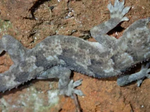 Tropical House Gecko (6)