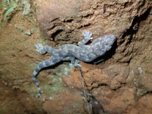 Tropical House Gecko (7)