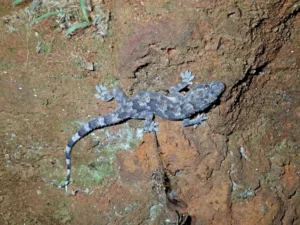 Tropical House Gecko (9)